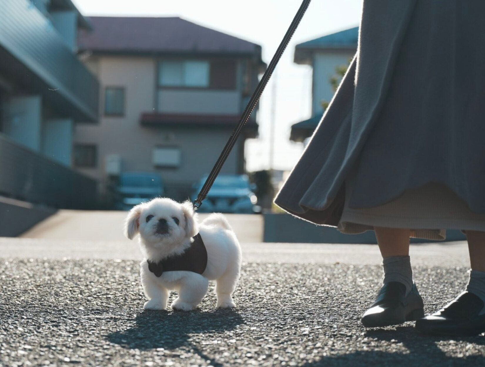初めてのお散歩をするぬん坊くん
