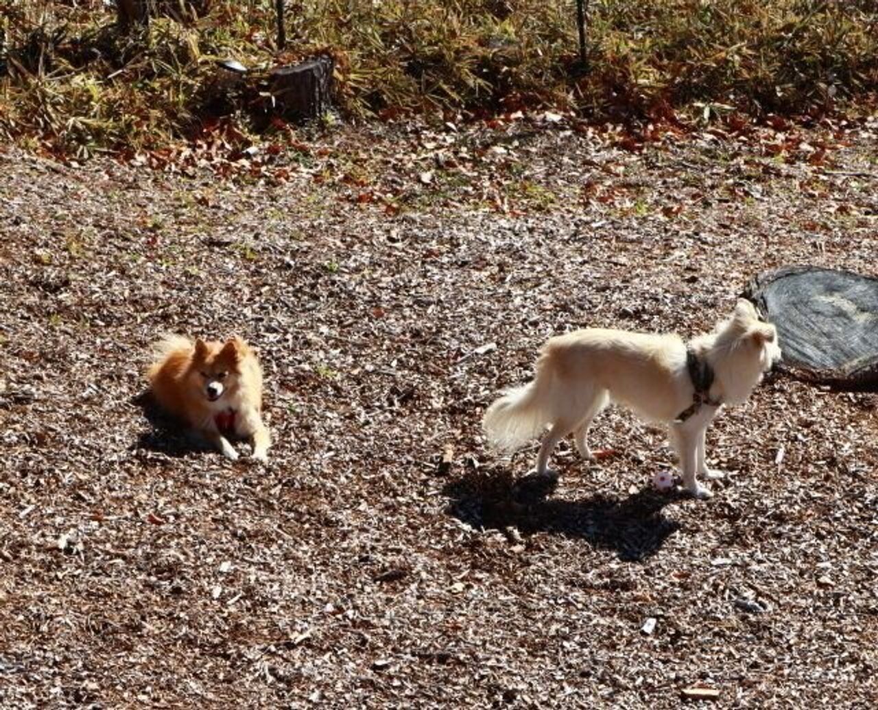 それぞれの冬支度 穴澤賢の犬のはなし いぬのきもちweb Magazine それぞれの冬支度 穴澤賢の犬のはなし いぬのきもちweb Magazine