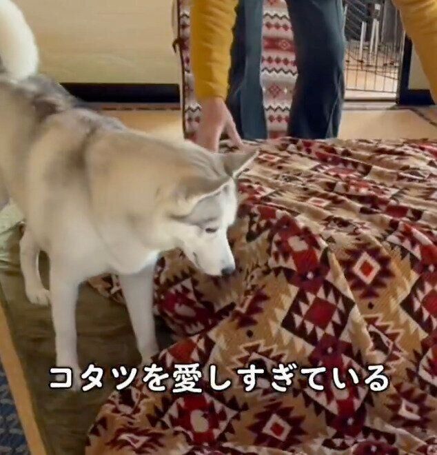 コタツの周りをうろうろするアシㇼちゃん
