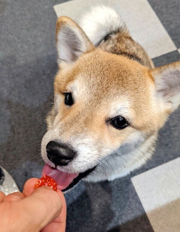 いちごを食べることねちゃん