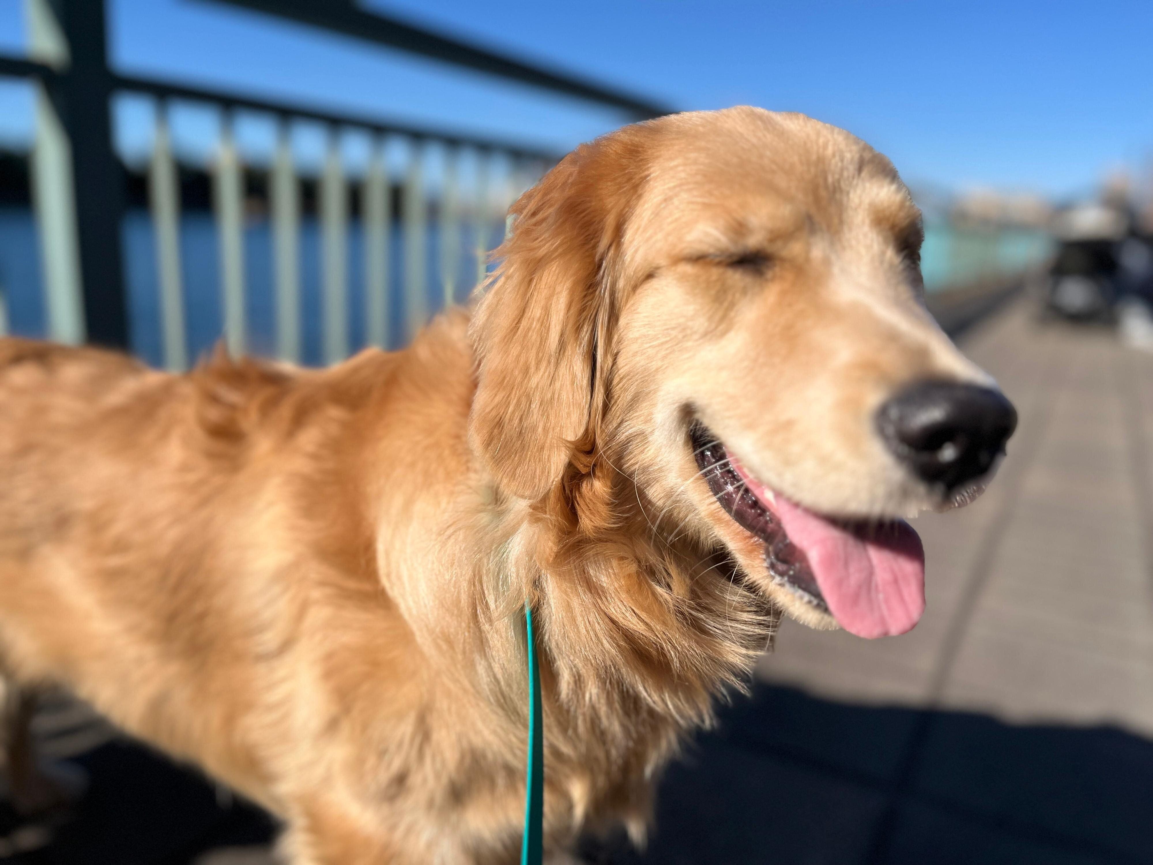 散歩を楽しむ陽南ちゃん