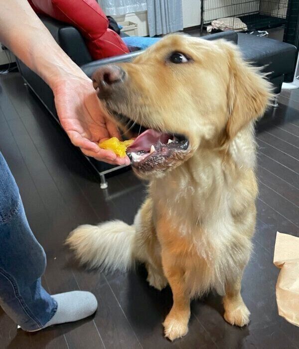 お芋を食べるセナくん