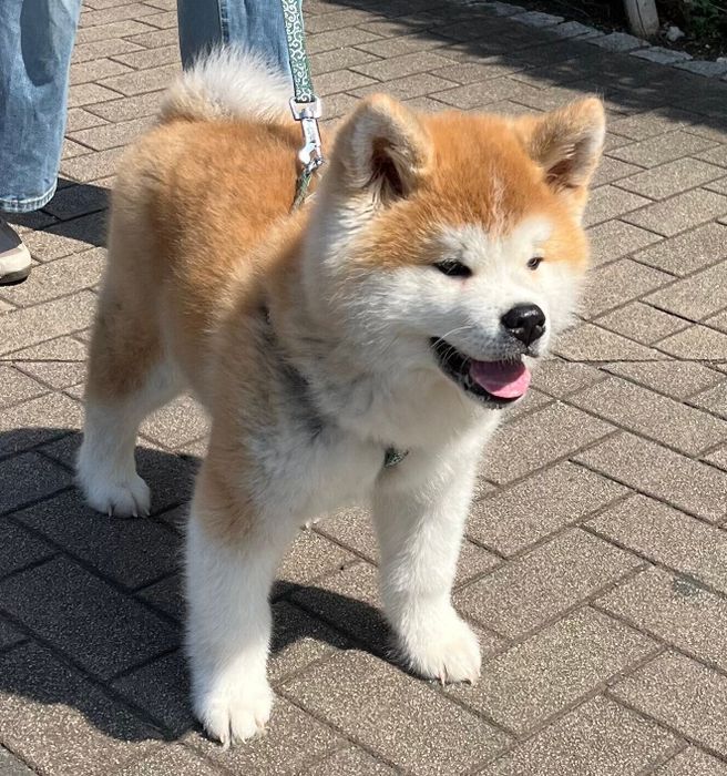 散歩の練習をする桃亮くん