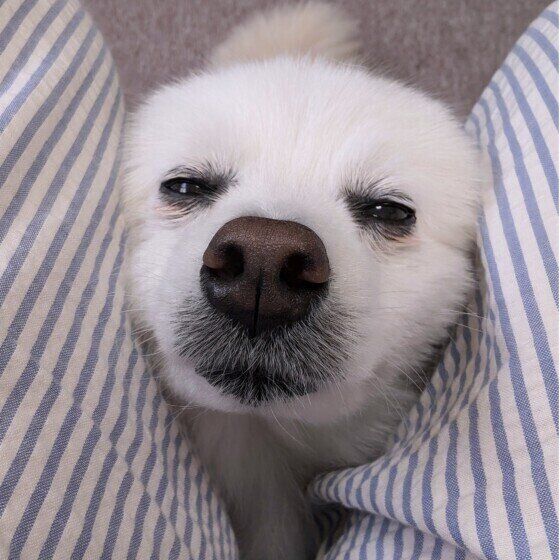 犬とスキンシップをとることが大切な理由とは 愛犬とのふれあいはなぜ必要？ いぬのきもち