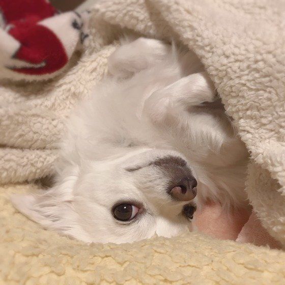 チワワのミルクくん、なでなでを催促♡