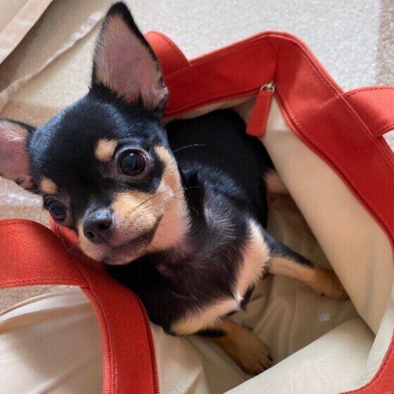 くつろぐチワワ