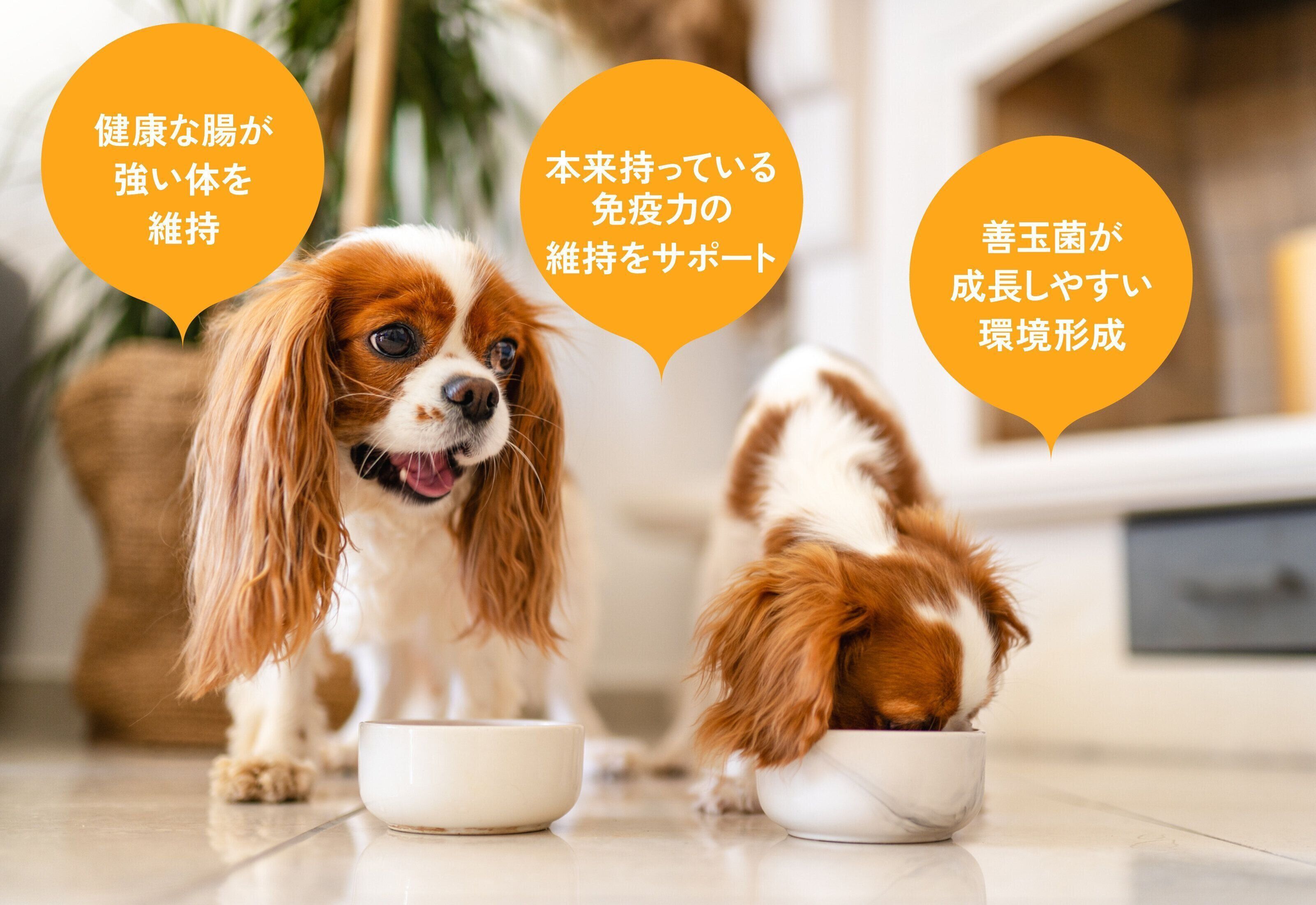 ピュリナ プロプラン 腸活チャレンジ