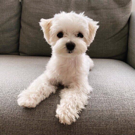 見つめるマルチーズ