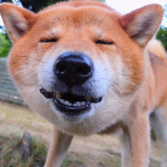 犬に好かれる人ってどんな人？ 犬に嫌われる人との特徴の違いとは いぬのきもち