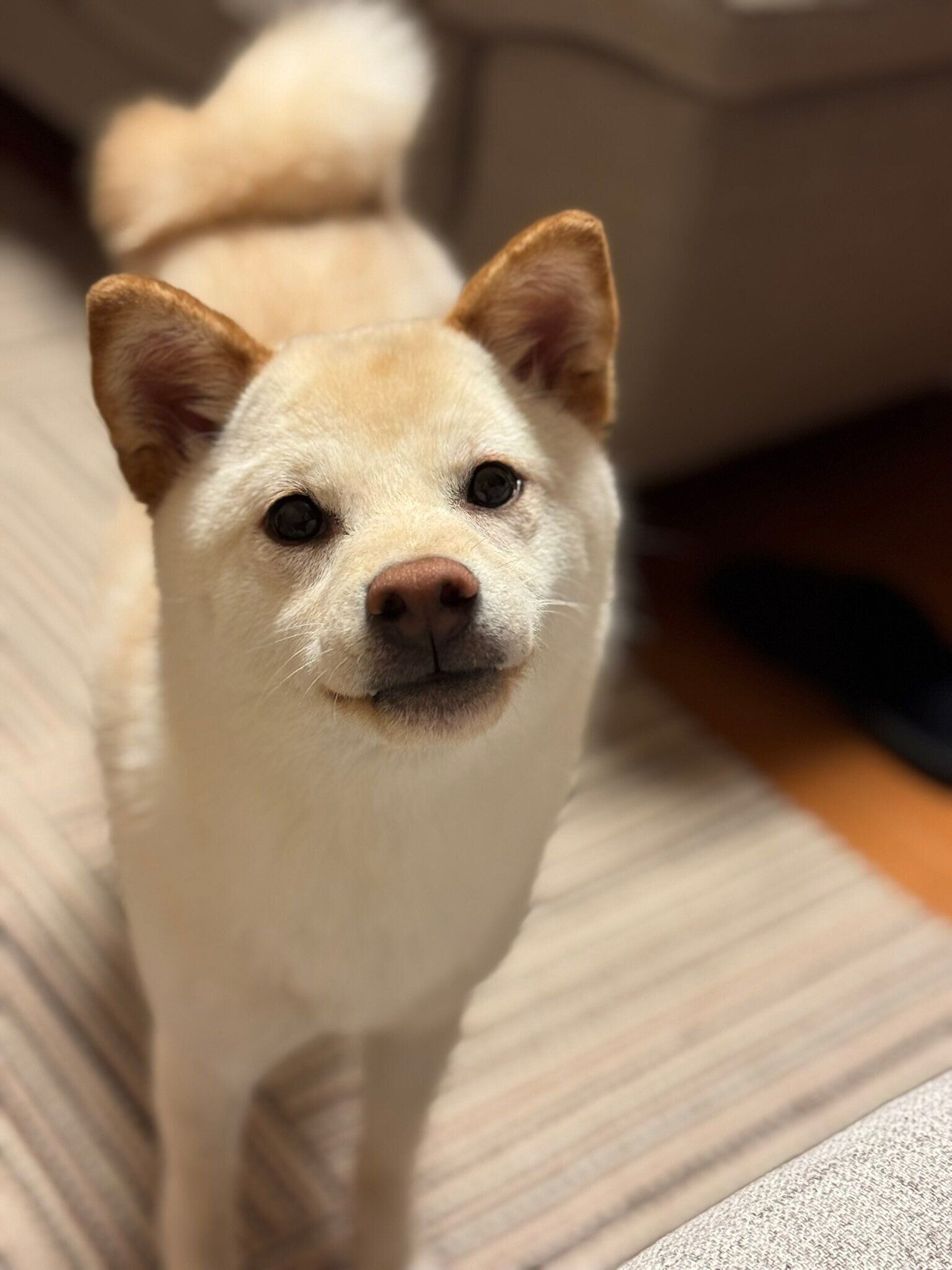 生後9カ月ごろの銀くん