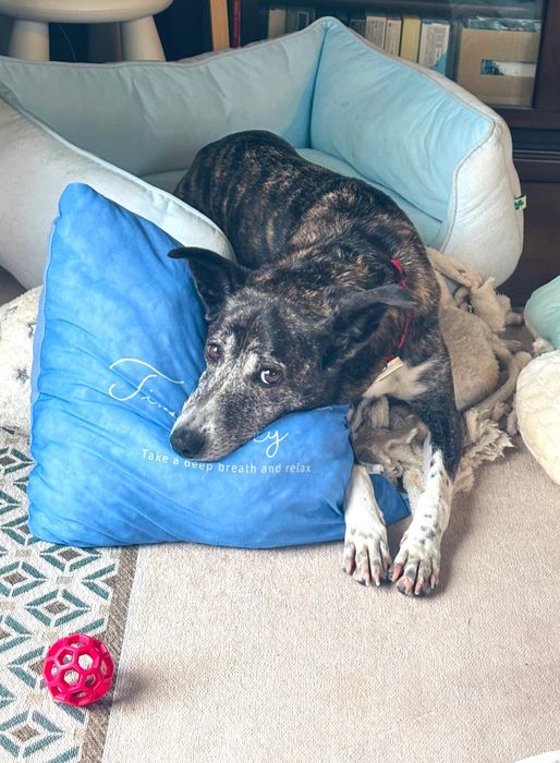 室内でくつろぐ犬