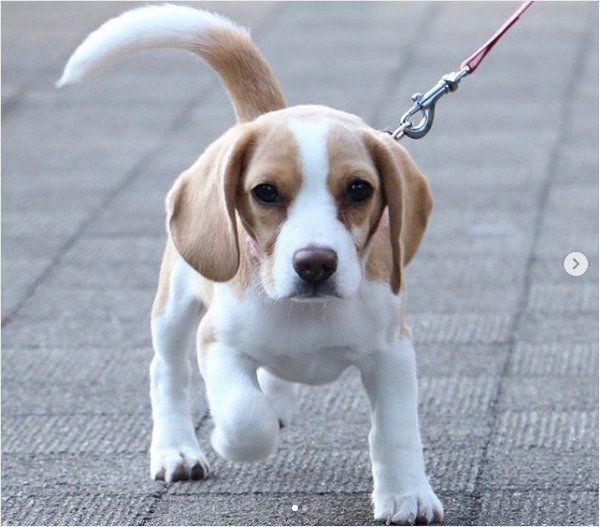 お散歩デビューのビーグル