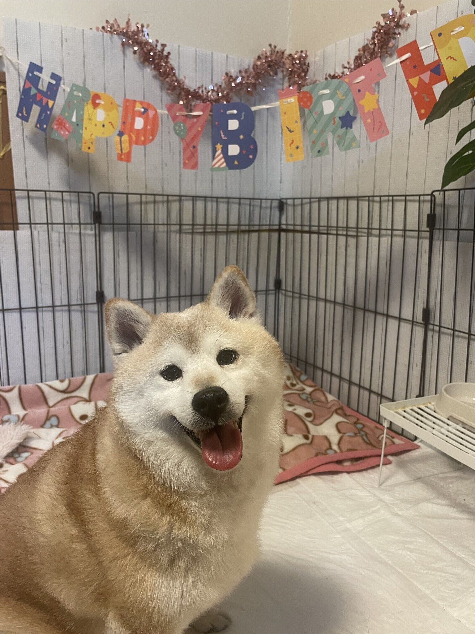 飼い主さん宅にやって来て、初めてのお誕生日を迎えたはなちゃん