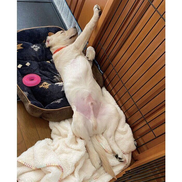 生後4カ月のころに撮影したエルくん