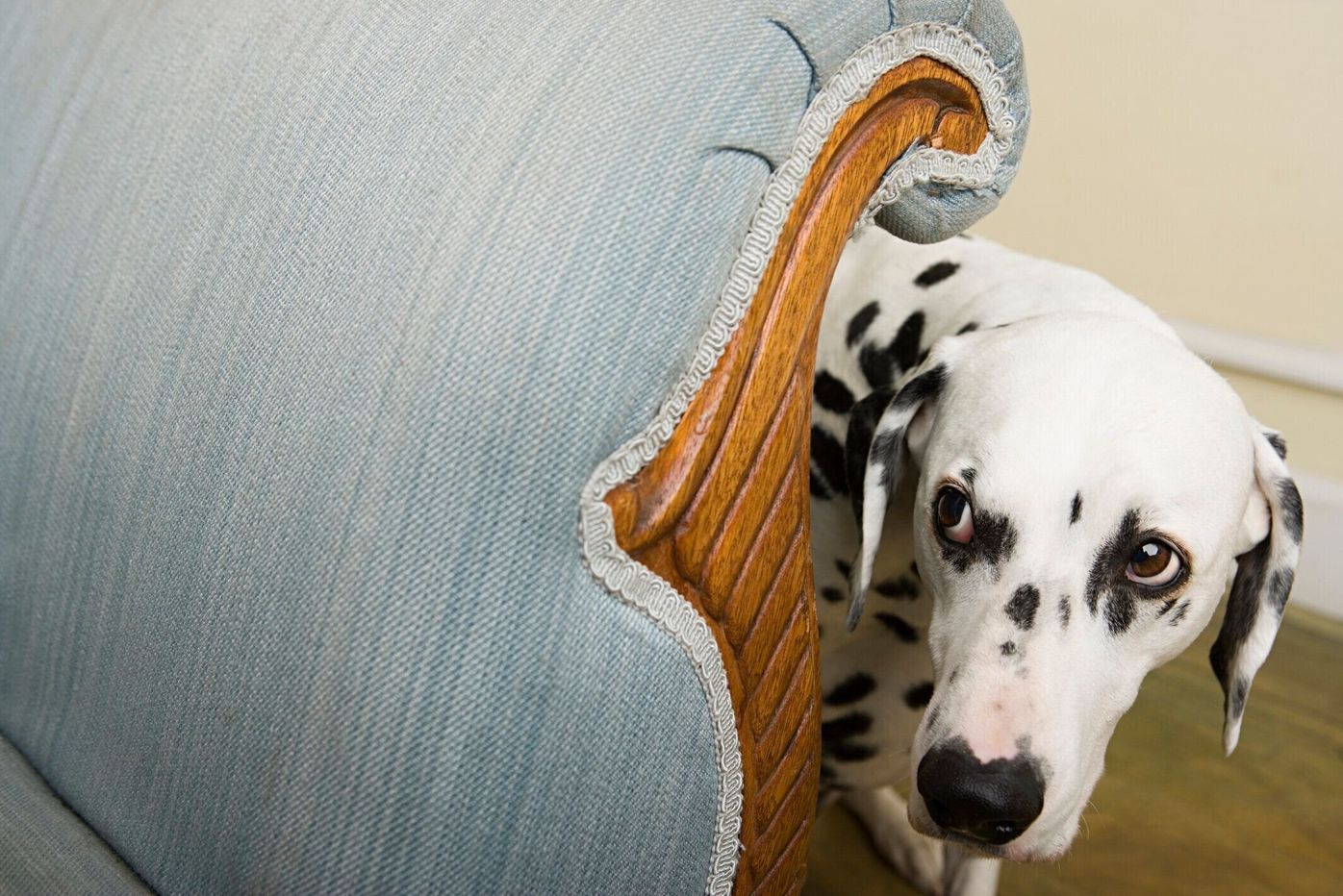 犬の 分離不安 寂しがり屋との違いは 原因や対処法も いぬのきもちweb Magazine 犬の 分離不安 寂しがり屋との違いは 原因や対処法も いぬのきもちweb Magazine
