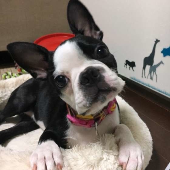 首を傾げるボストン・テリア