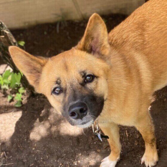 土の上に立って、眉間に寄せながら何か物言いたげに飼い主を見上げる茶色い中型犬（Mix）