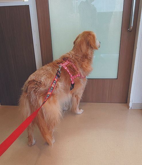 自分から診察室に入りたがるひめちゃん