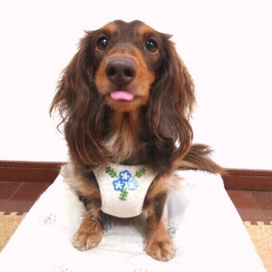 ミニチュア・ダックスフンドの茶子ちゃん