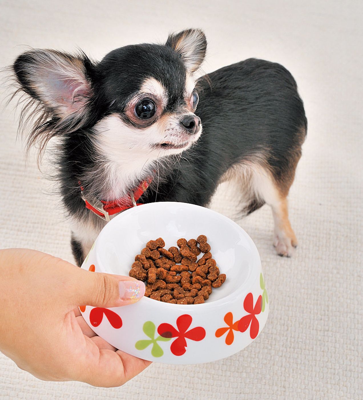 ランキング 太りやすい犬の1位は ただ食いしん坊だからじゃなかった いぬのきもちweb Magazine ランキング 太りやすい犬の1位は ただ食いしん坊だからじゃなかった いぬのきもちweb Magazine