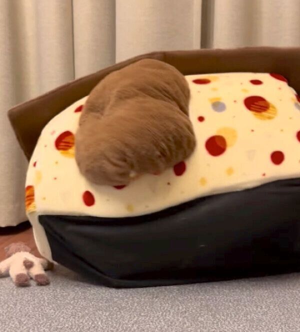 別荘に立てこもる文太くん