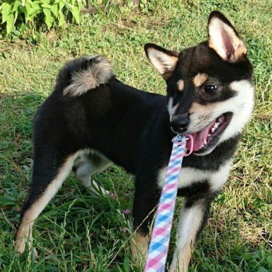 リースをつけた柴犬