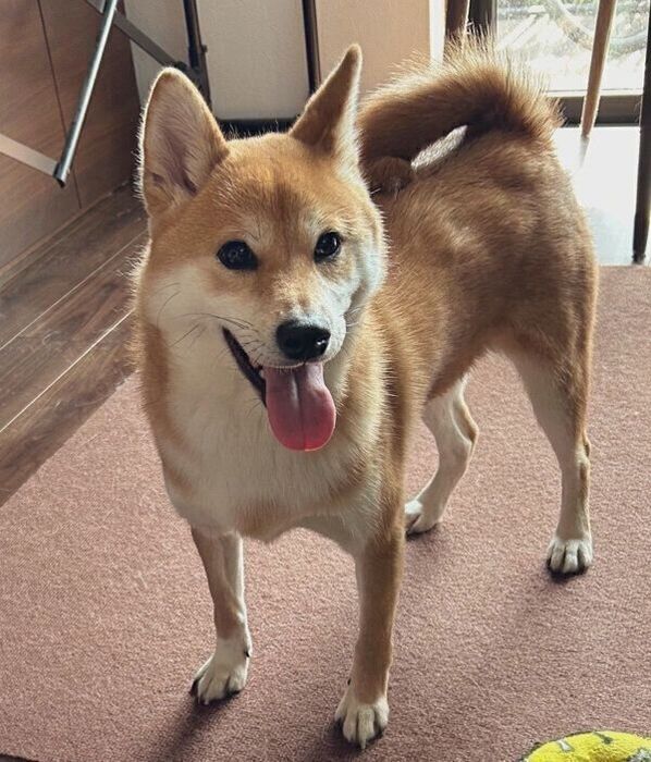 笑顔が可愛いたびくん