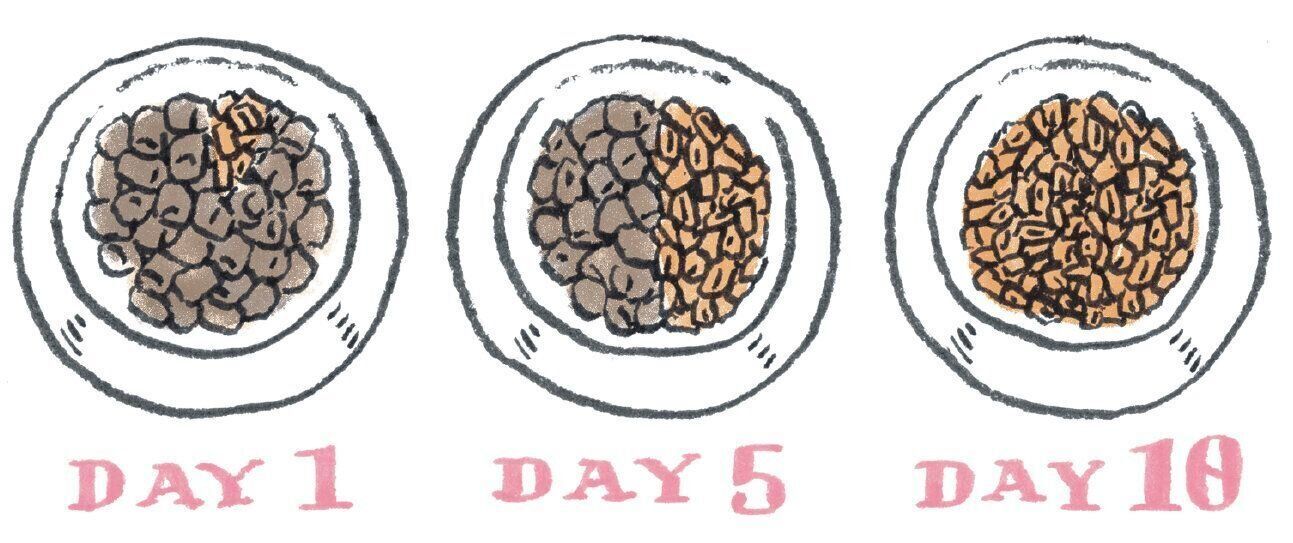 フードを切り替えるときは、毎日１割ずつ新しいフードの割合を増やし、10日間ほどかけて切り替えます