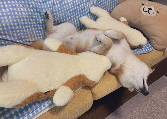 ヘソ天で眠る豆次郎くん