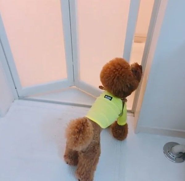 お風呂を覗くトイ・プードル