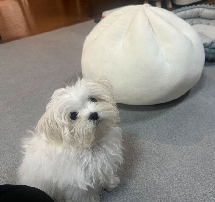肉まんのぬいぐるみととろろくん