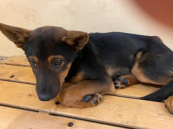 飼い主さんにとって、犬との暮らしは14、5年ぶりだったのだとか