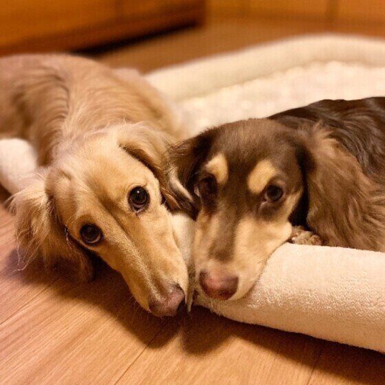 ミニチュア・ダックスフンド