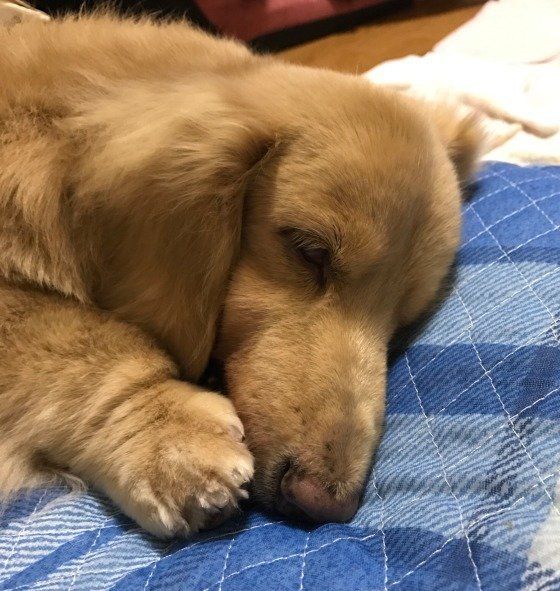 シャワー＆カットの後でさっぱり！ミニチュア・ダックスフンドのマリアちゃん♪