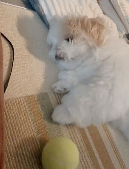 やる気のないボール遊びをするもちまるくん