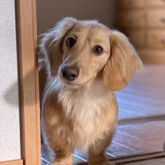 見つめるミニチュア・ダックスフンド