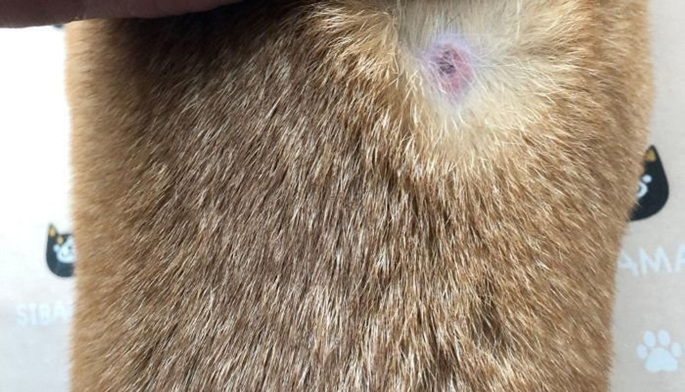 柴犬マロたん またまた皮膚トラブル 今年の夏はまだまだ手強い いぬのきもちweb Magazine 柴犬マロたん またまた皮膚トラブル 今年の夏はまだまだ手強い いぬのきもちweb Magazine