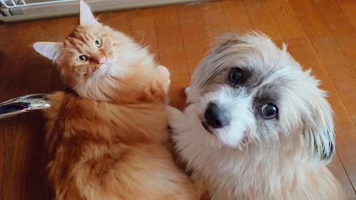 メインクーン(写真:左)にくっつく犬(写真:右)