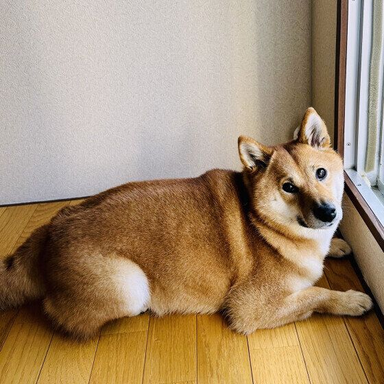 窓辺に座る柴犬