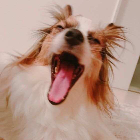 飼い主さんのあくびがうつることも 犬のあくびの意外な理由 いぬのきもちweb Magazine