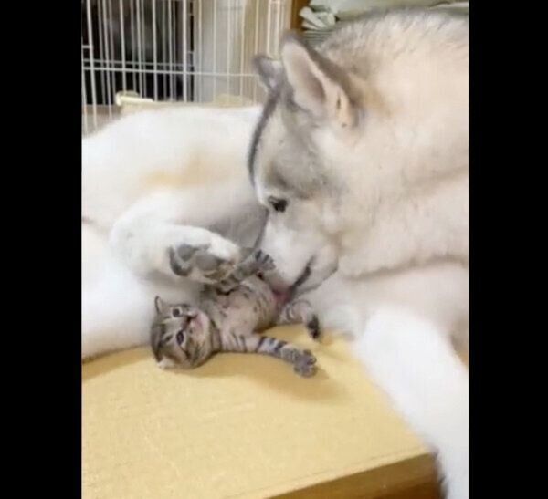 子猫を優しく見守るユキちゃん