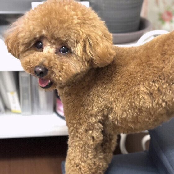 トイ・プードルのモカちゃん