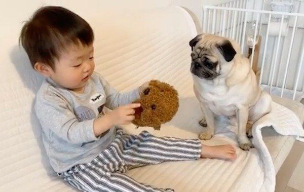 犬のおもちゃで遊ぶおとーとくんと、見守るおまめくん