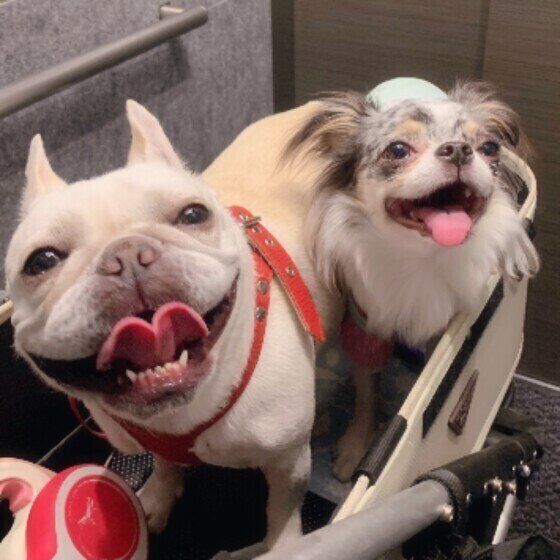 犬にも秋の花粉症がある？ 犬のブタクサアレルギーとは いぬのきもち