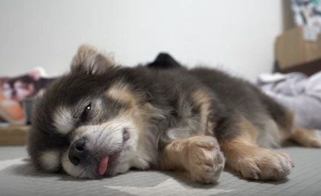 チワワのイビキ 聞いたことある ピクピクする肉球もたまらない いぬのきもちweb Magazine チワワのイビキ 聞いたことある ピクピクする肉球もたまらない いぬのきもちweb Magazine