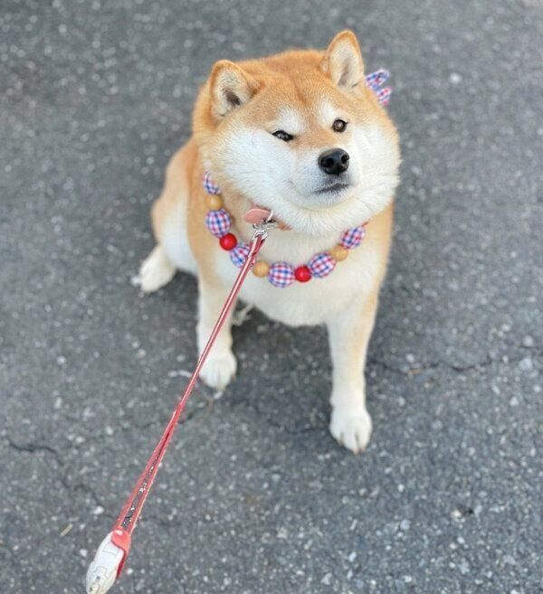 イヤイヤ発動中のハナちゃん