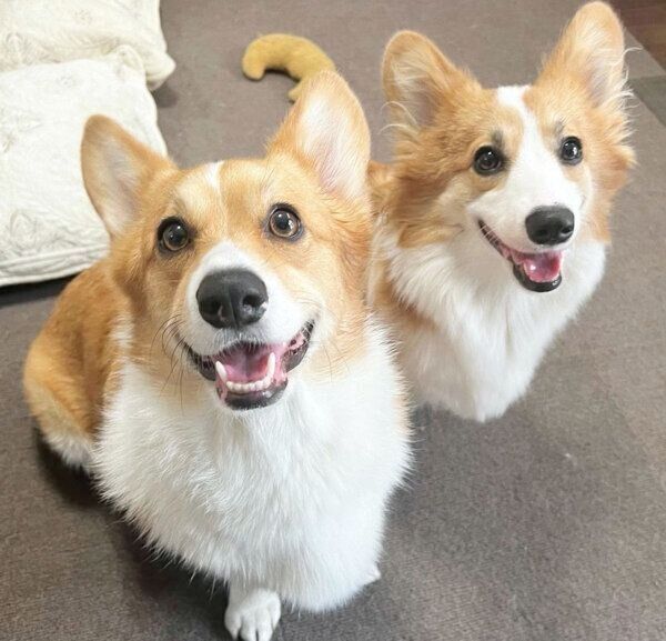 笑顔が可愛いモカちゃんとトワちゃん