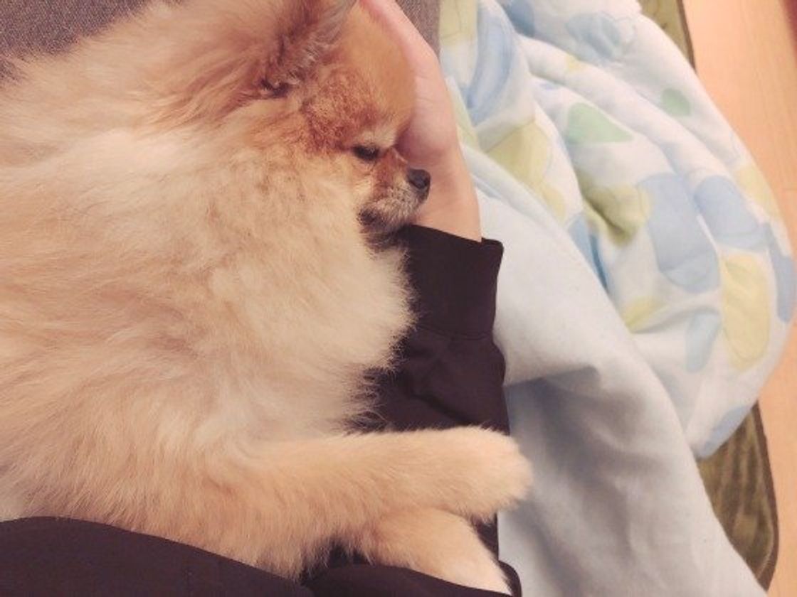 添い寝犬 最高 飼い主さんに寄り添いたいときの本音にキュン いぬのきもちweb Magazine 添い寝犬 最高 飼い主さんに寄り添いたいときの本音にキュン いぬのきもちweb Magazine