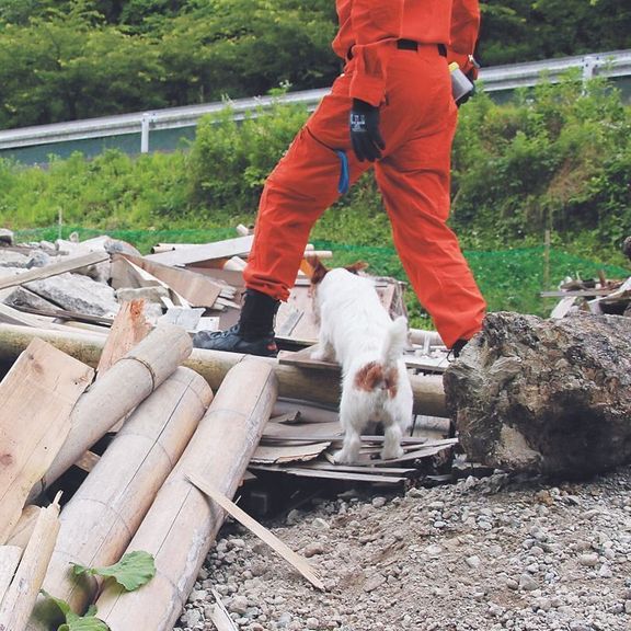 人が犬を抱えなければ登れない高い場所や足場が不安定な場所では小型犬が活躍