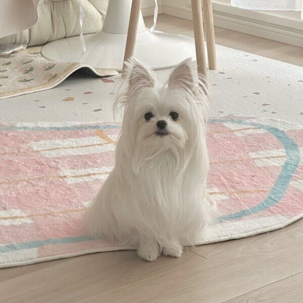 ちょこんとおすわりをするかわいーぬちゃん